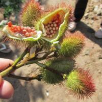 urucum plant.jpeg